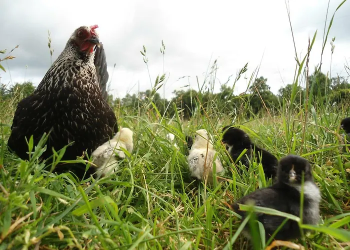 Апартаменты Bauernhof Diestel *