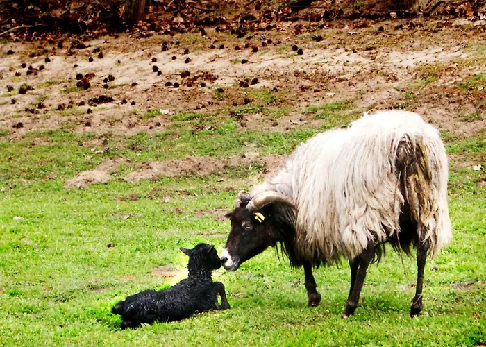 Appartement Bauernhof Diestel *